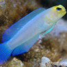 Opistognathus aurifrons : 5 à 7cm (Opistognathe à front doré) -Rarement disponible